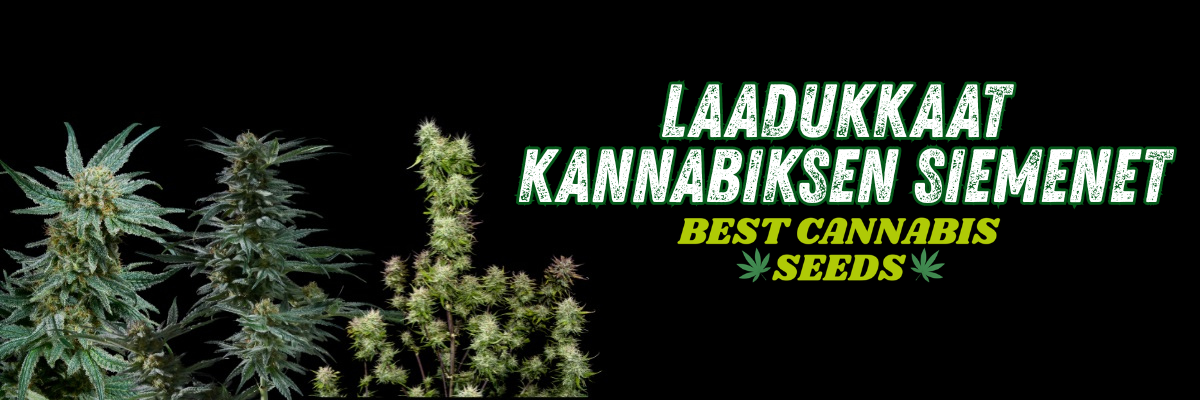 kannabiksen siemenet